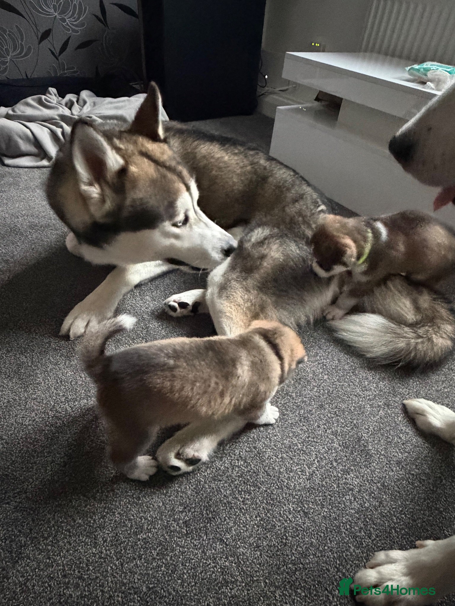 Mixed Breed dogs 8 beautiful Alaskan malamute puppies 6boys3girls - Advert 5