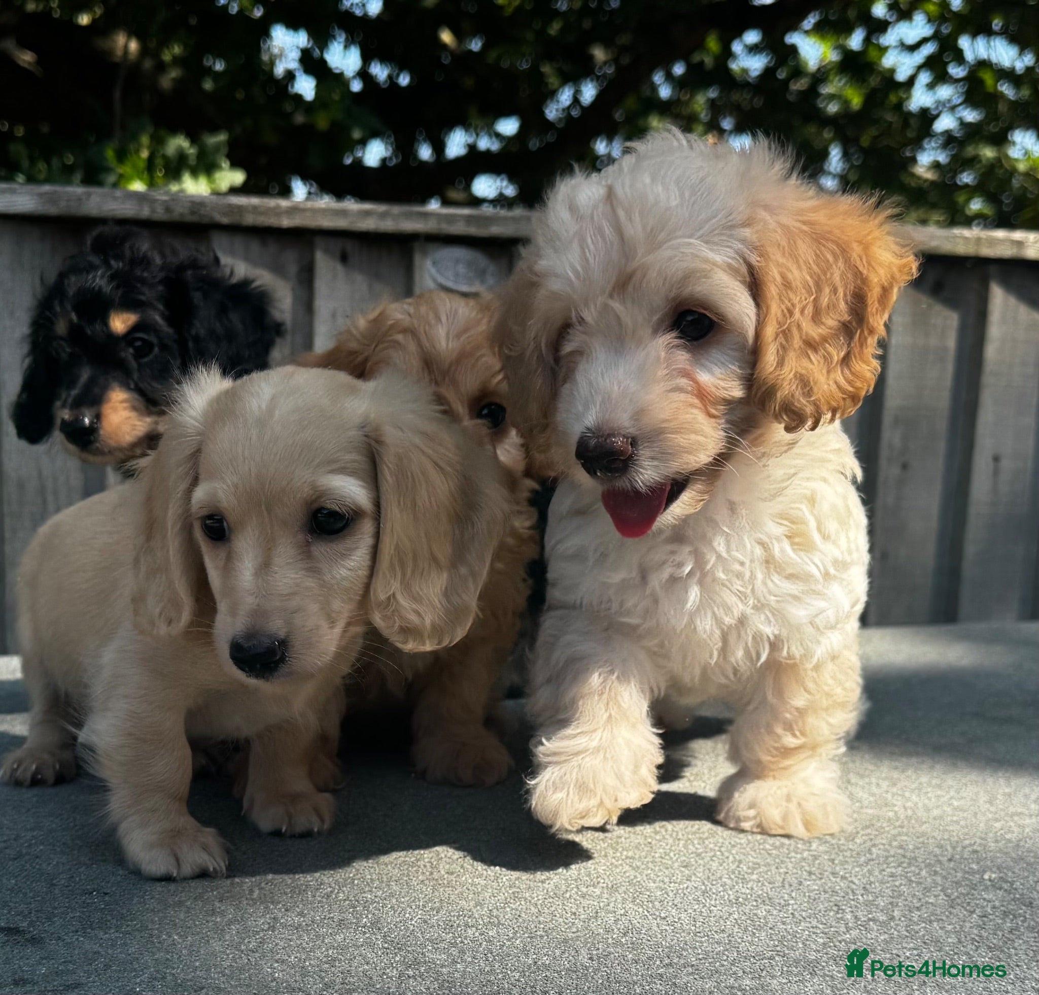 Doxiepoo dogs Doxiepoos Miniature dachshund x toy poodle  - Advert 1
