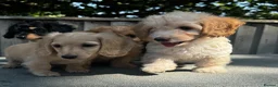 Doxiepoo dogs for sale: Doxiepoos Miniature dachshund x toy poodle  - Advert 1