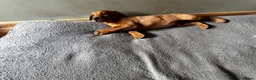Labrador Retriever dogs for stud: Fox red Labrador  in Preston - Advert 4