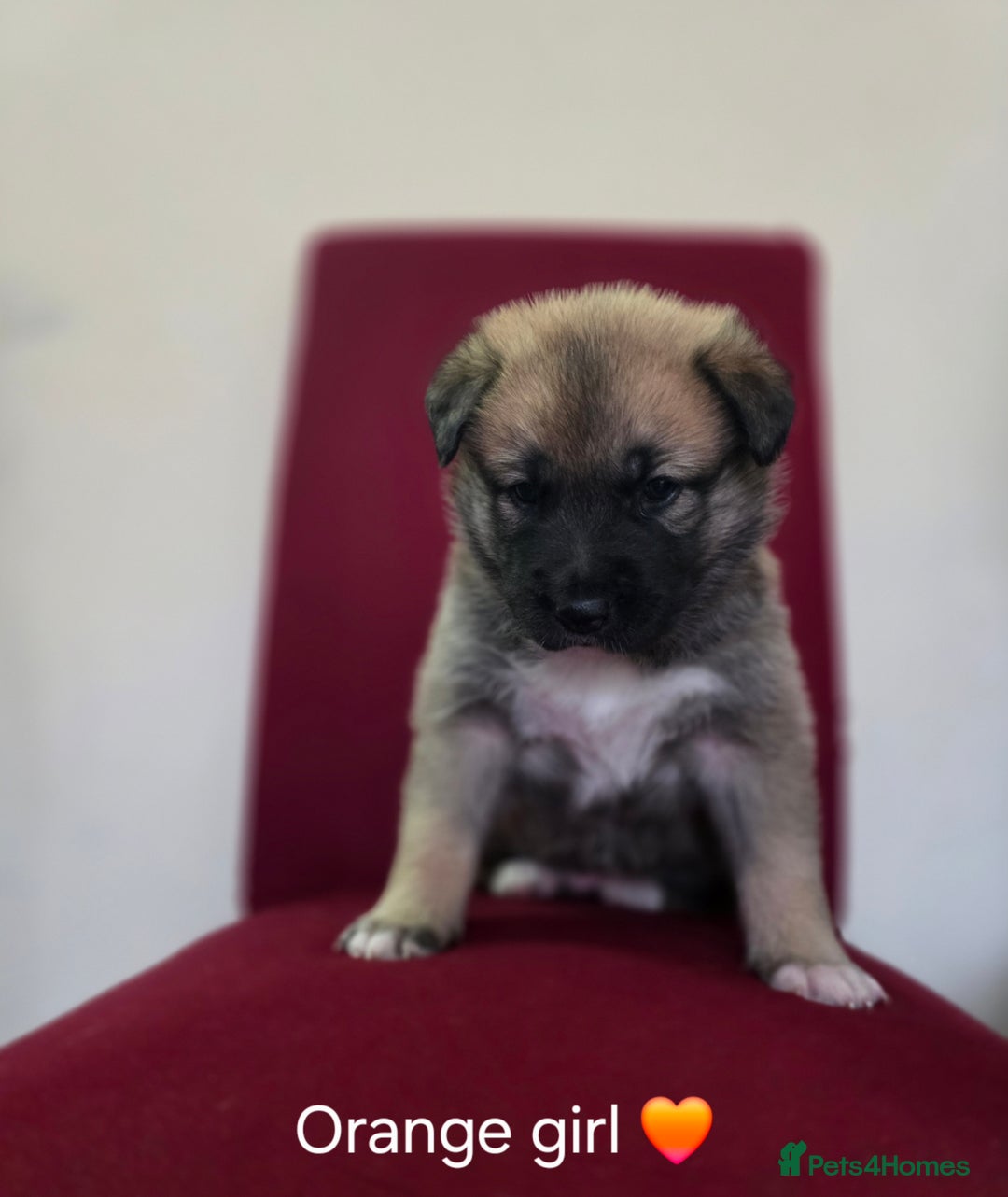 Shepsky dogs for sale: Beautiful shepsky pups - Advert 7