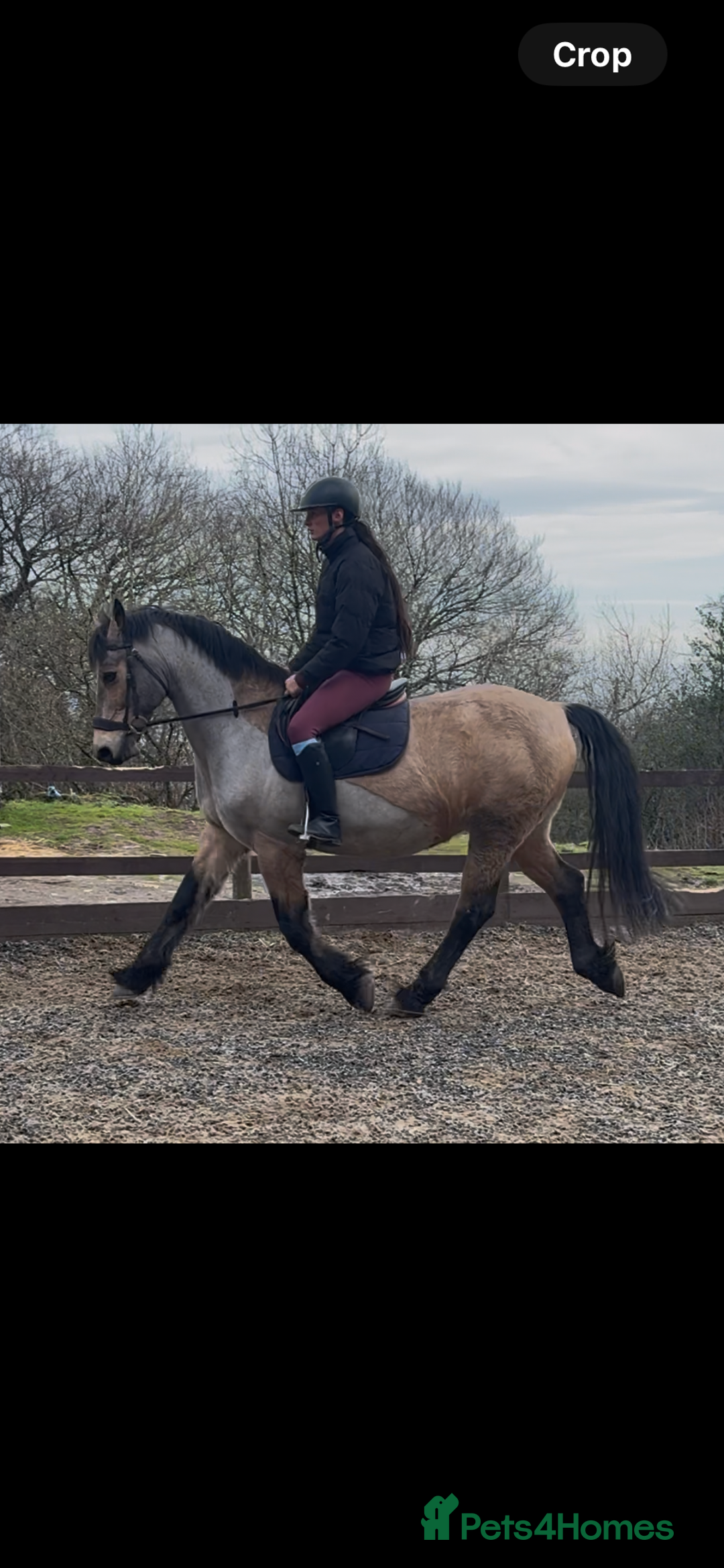 Welsh Section D horses for sale: Goldie - Dun Section D  - Advert 4