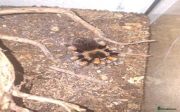 Spiders invertebrates for sale: 4 Tarantulas and Enclosures  - Image 2