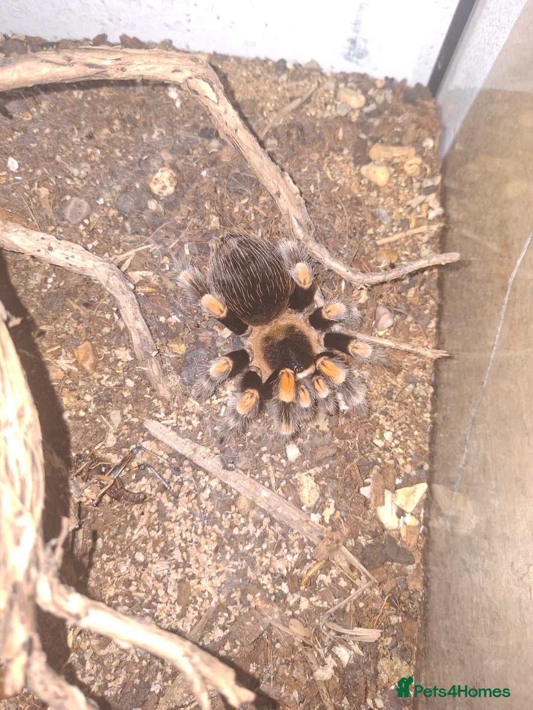 Spiders invertebrates for sale: 4 Tarantulas and Enclosures  - Image 2