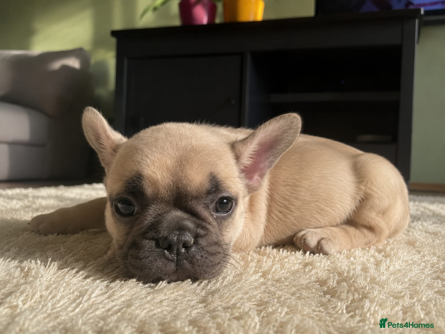 French Bulldog dogs Beautiful Litter of French Bulldog Puppies  - Advert 3