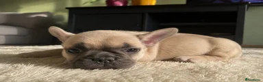 French Bulldog 4