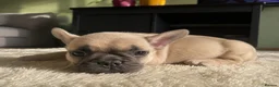 French Bulldog dogs for sale: Beautiful Litter of French Bulldog Puppies  in Birmingham - Advert 1