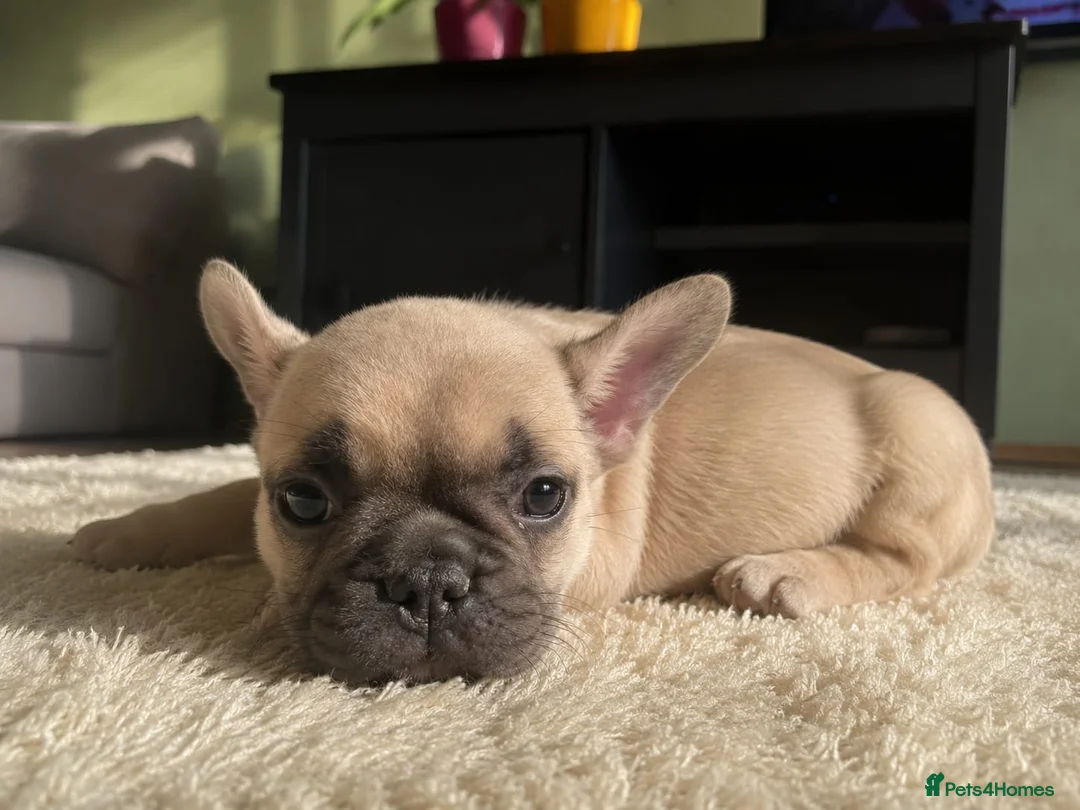 French Bulldog dogs for sale: Beautiful Litter of French Bulldog Puppies  in Birmingham - Advert 1