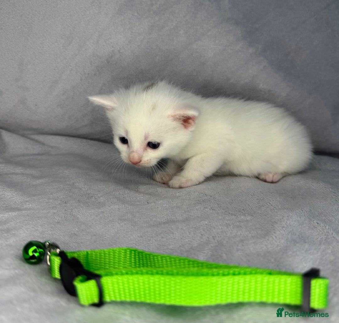 Turkish Van cats for sale: Rare Turkish van kittens for sale.  - Image 11
