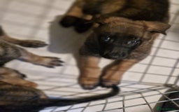 Belgian Shepherd Dog dogs for sale: Belgium Malinois Cross  - Image 7