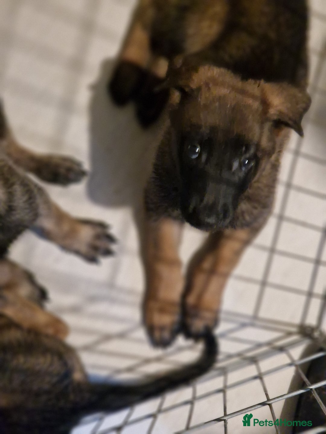 Belgian Shepherd Dog dogs for sale: Belgium Malinois Cross  - Image 7