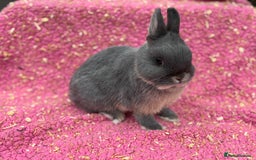 Netherland Dwarf rabbits for sale: Blue otter Netherland dwarf buck - Image 4