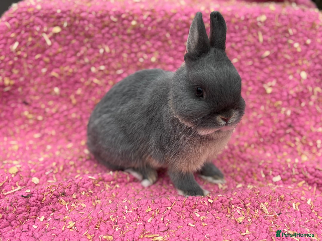 Netherland Dwarf rabbits for sale: Blue otter Netherland dwarf buck - Image 4