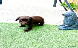 Cocker Spaniel dogs for sale: Exceptional working cocker spaniels  - Image 3