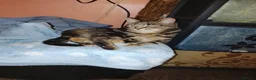 British Longhair cats for sale: Girls,and boys - Advert 13