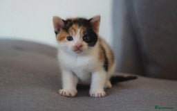 Mixed Breed cats for sale: 4 mixed breed kittens are looking home  - Image 6