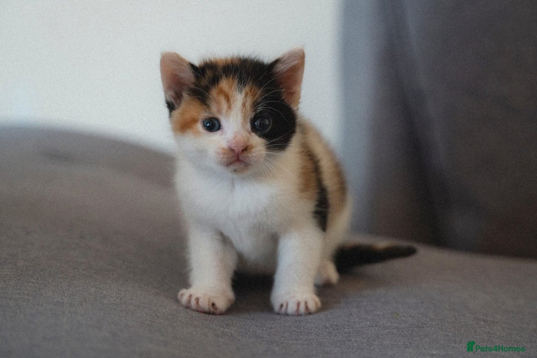 Mixed Breed cats for sale: 4 mixed breed kittens are looking home  - Image 6