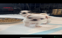 Pug dogs for stud: Proven pug *STUD* - Image 8