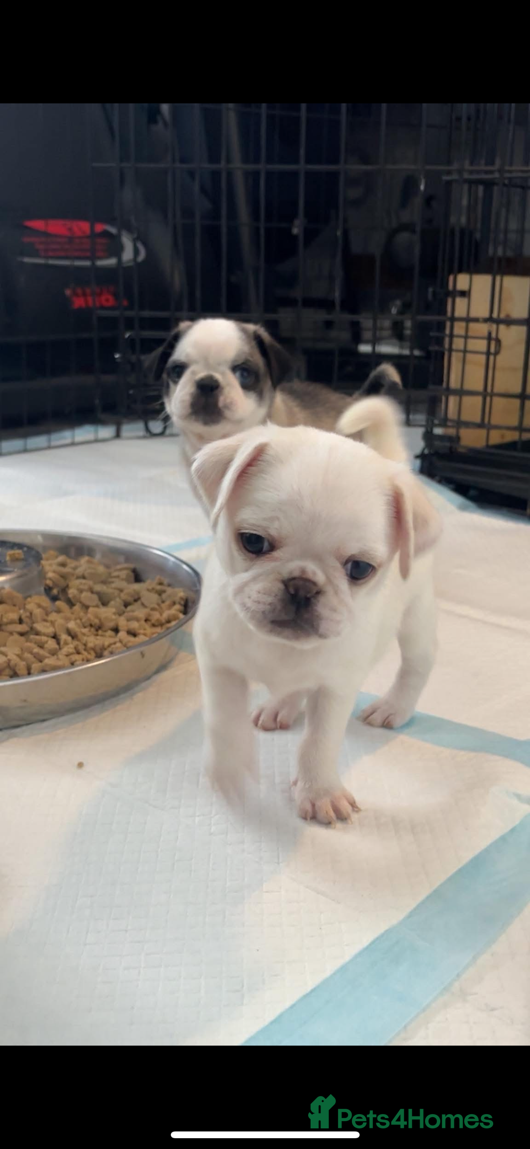 Pug dogs for stud: Proven pug *STUD* - Image 8