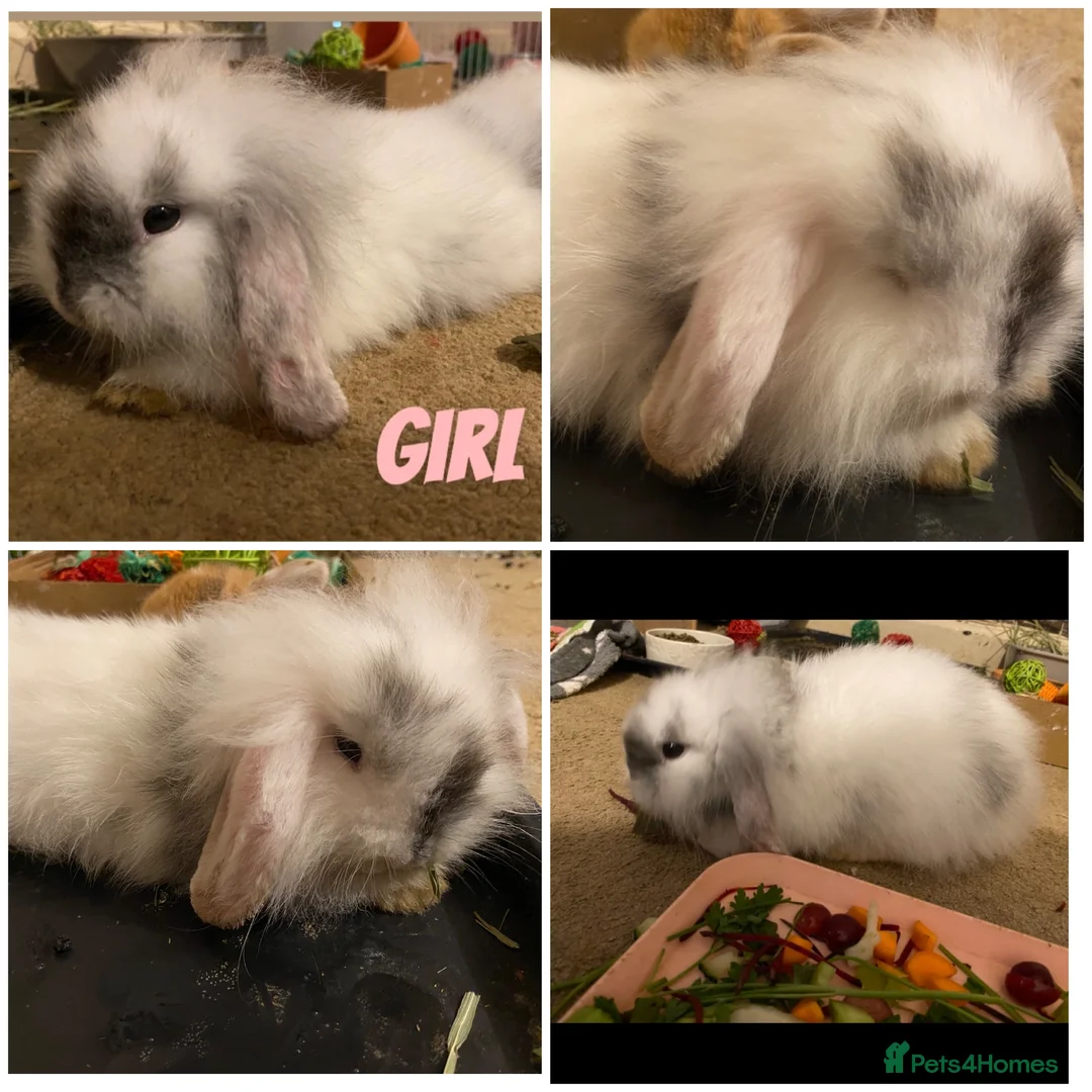 Mini Lion Lop rabbits for sale: ⭐️Beautiful fluffy Lionlops⭐️ - Advert 3