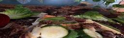 Snails invertebrates for sale: Giant African land snails  - Advert 3
