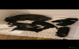 Miniature Schnauzer dogs for sale: Miniature Schnauzers - Image 3