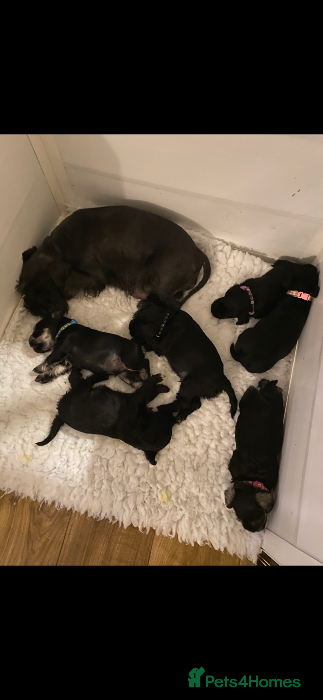 Miniature Schnauzer dogs for sale: Miniature Schnauzers - Image 3