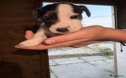Jack Russell dogs for sale: Jack Russell puppies 5 boys left - Image 29