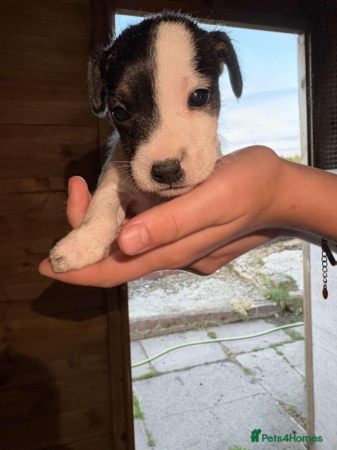 Jack Russell dogs for sale: Jack Russell puppies 5 boys left - Image 29