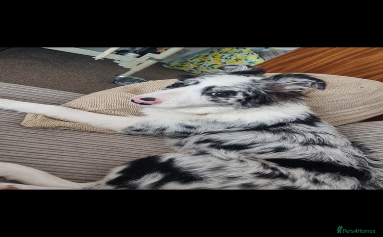 Border Collie dogs - Advert 1