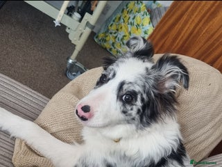 Border Collie dogs - Advert 3