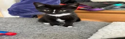 Mixed Breed cats for sale: Beautiful kittens for sale - Advert 2