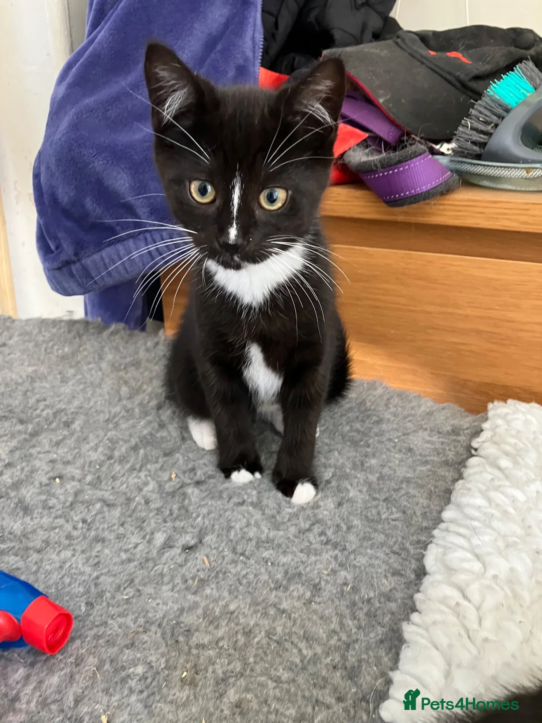 Mixed Breed cats for sale: Beautiful kittens for sale - Advert 2