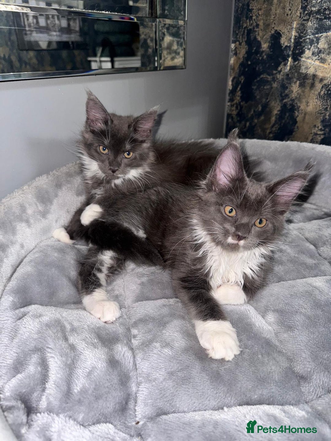 Maine Coon cats for sale: Stunning Maine Coon Girl Kittens Ready Now  - Image 2
