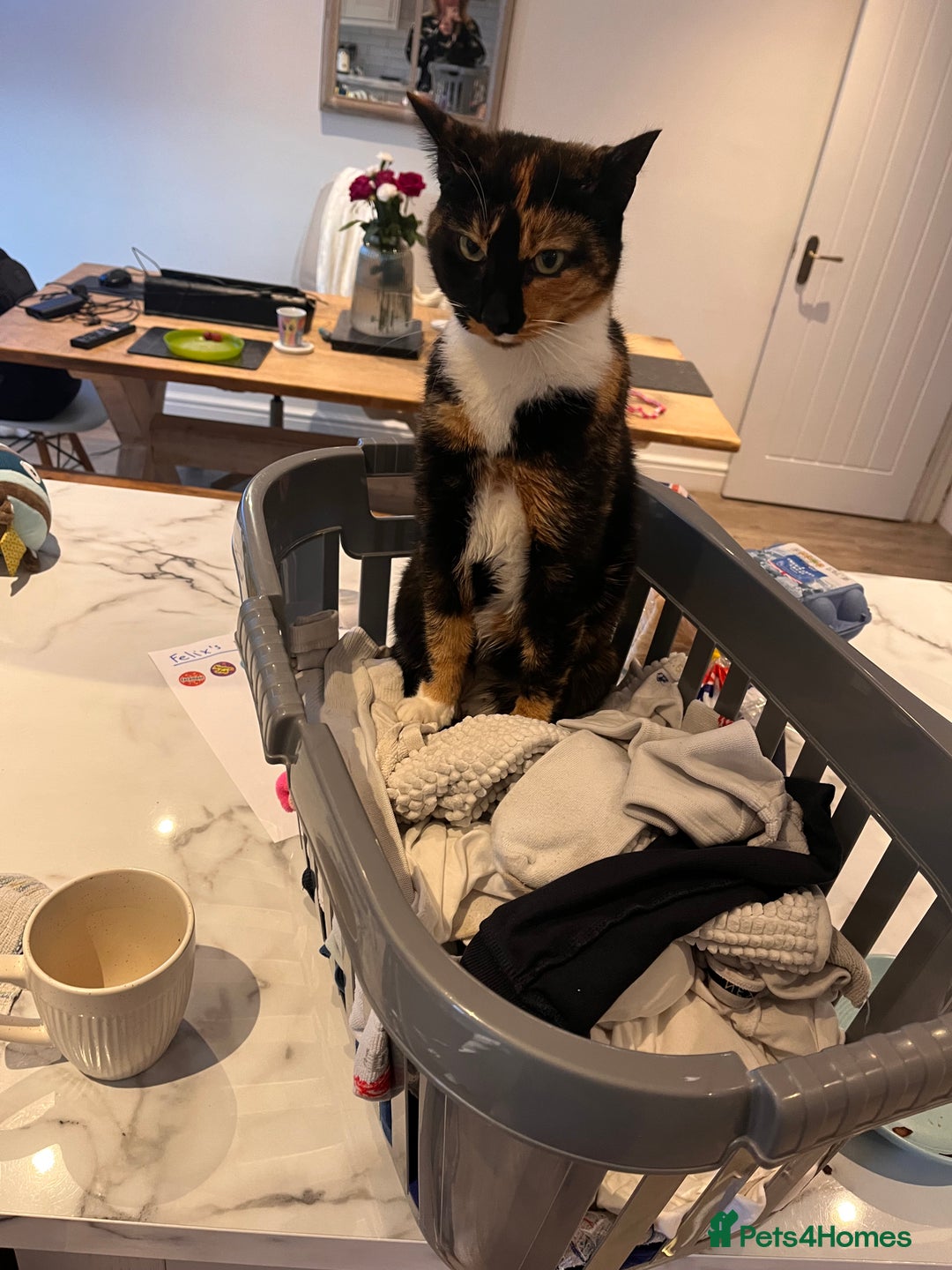 Mixed Breed cats for sale: Heavy heart re-homing  - Image 1