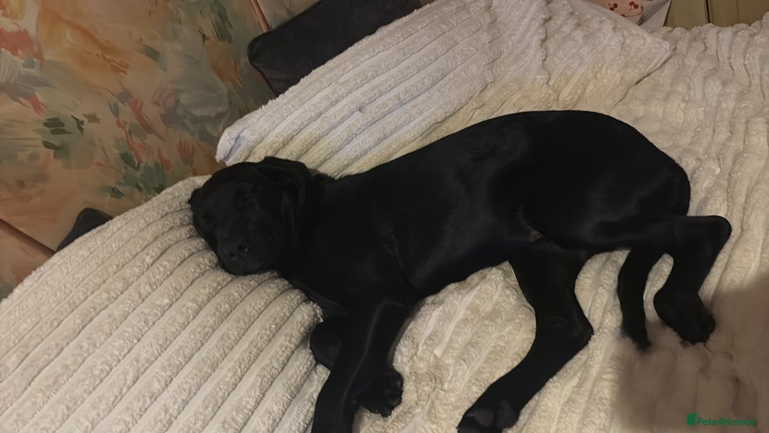 Springador dogs for sale: One black Springadore  - Advert 2