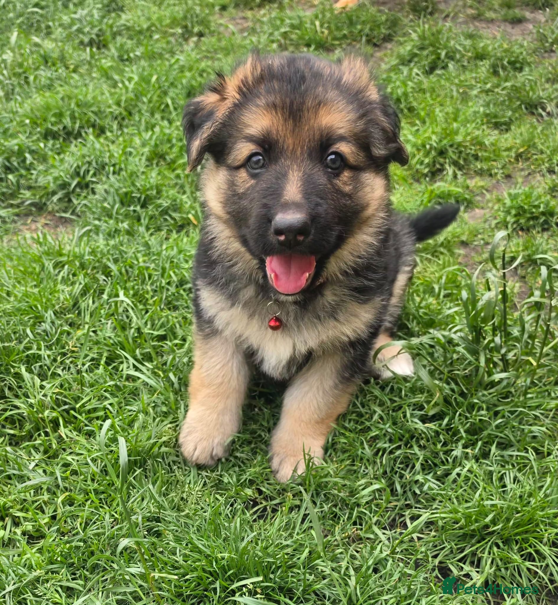 German Shepherd dogs German Shepherd Pups - Advert 1