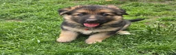 German Shepherd dogs for sale: German Shepherd Pups in Newcastle - Advert 1