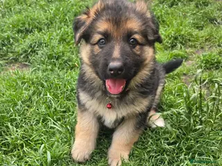 German Shepherd dogs German Shepherd Pups - Advert 1