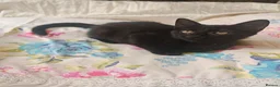Mixed Breed cats for sale: Three lovely female kittens  - Advert 4