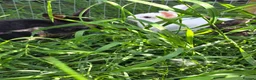 Mixed Breed rabbits for sale: Half Mini lop rabbits - Advert 7