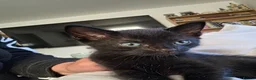 Mixed Breed cats for sale: 8 week old beautiful kittens in Didcot - Advert 7