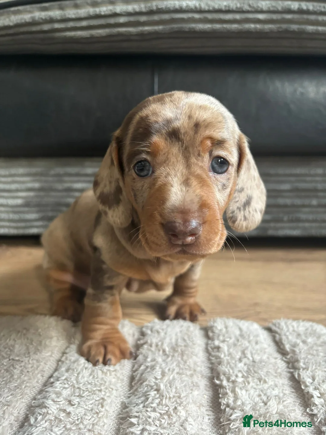 Miniature Dachshund dogs for sale: Miniature Dachshunds  - Advert 19