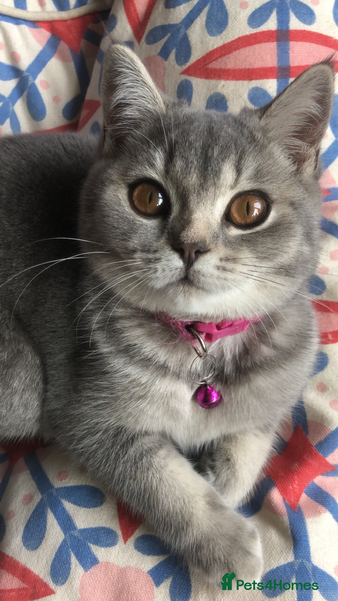 British Shorthair cats for sale: British Shorthair  - Advert 1