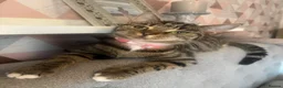 Mixed Breed cats for sale: Mixed breed kittens  in Selby - Advert 5