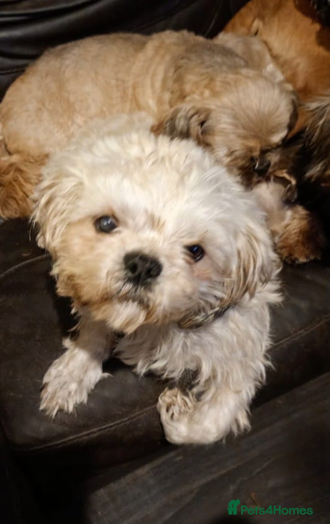 Shihpoo dogs for sale: Shih poo puppies - Advert 1
