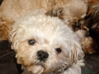 Shihpoo dogs Shih poo puppies - Advert 1