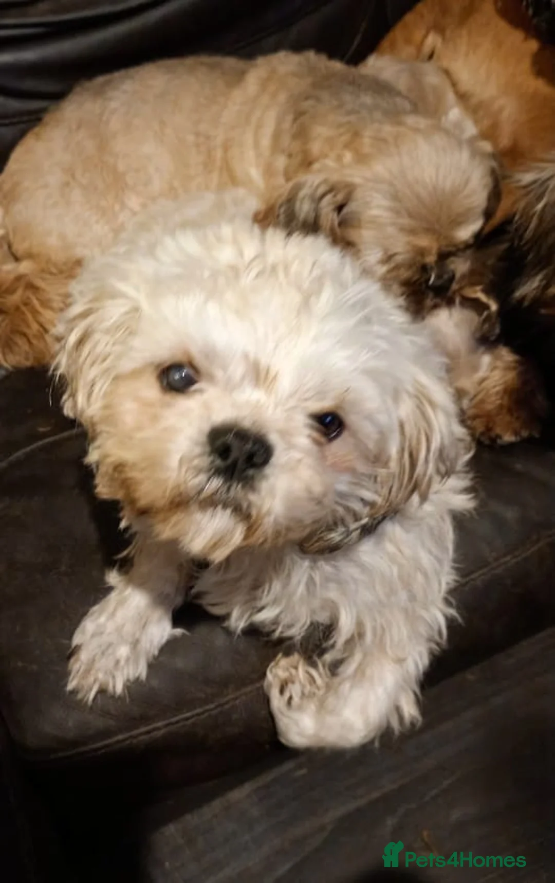 Shihpoo dogs for sale: Shih poo puppies - Advert 10