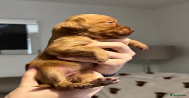 Cocker Spaniel dogs - Advert 3