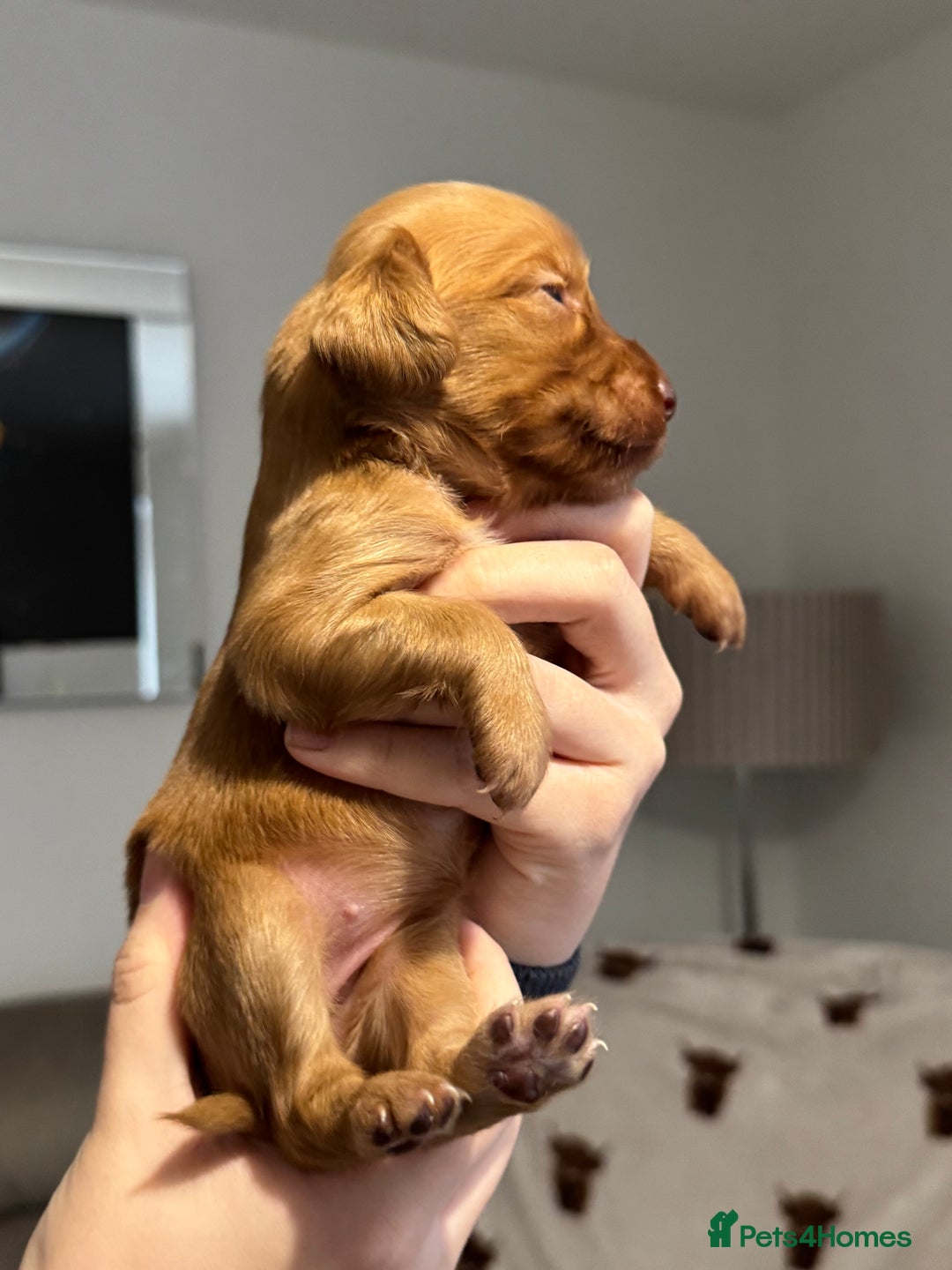 Cocker Spaniel dogs for sale: Red Cocker Spaniel Puppies - Image 32